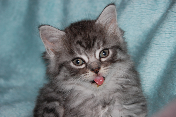 Patchouli hat`s geschmeckt.jpg